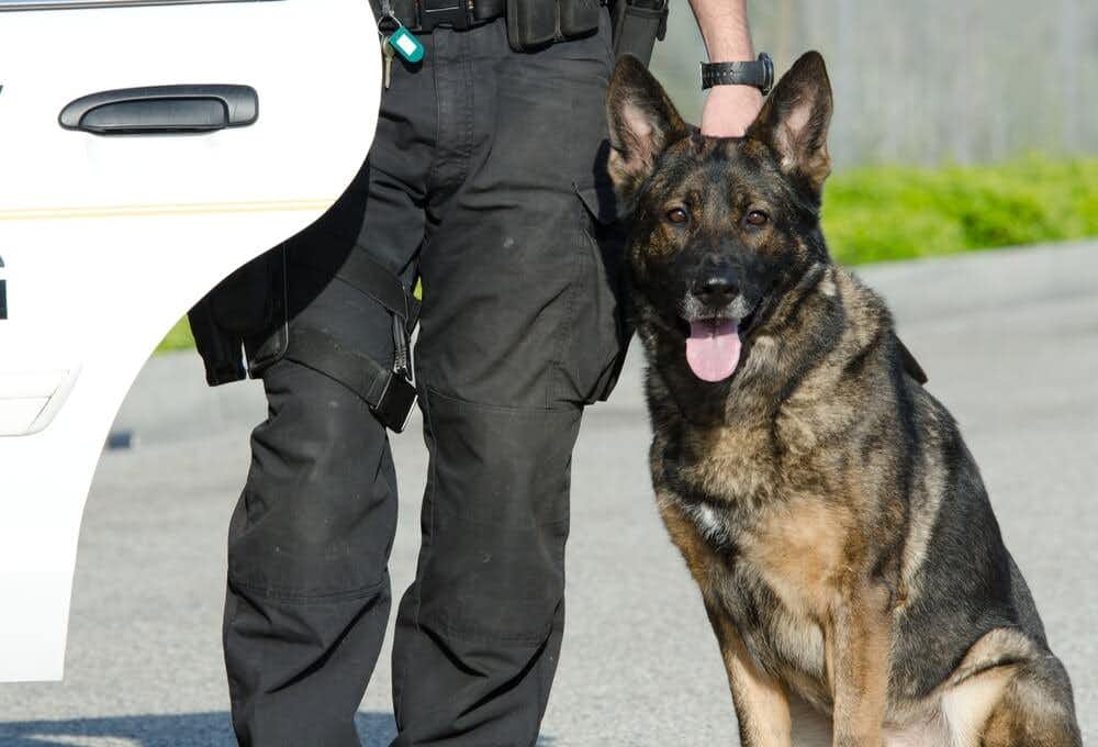 Accuracy of K-9 Search Results Questioned